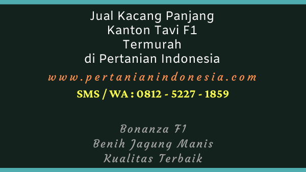 Jual Kacang Panjang Kanton Tavi F1 Termurah di Pertanian Indonesia